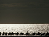 Vacationers Enjoy a Horseback Ride Along the Shore at Deauville Photographie par Jodi Cobb