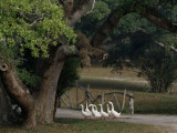 A Gaggle of Geese Photographie par Jodi Cobb