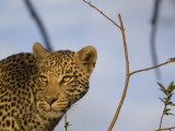 A Leopard in the Okavango Delta Area of Botswana Photographic Print by Jodi Cobb