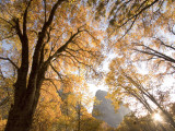 California Black Oak Trees in Yosemite Valley Shot in Autumn Photographic Print by Phil Schermeister