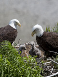 American Bald Eagles, Haliaeetus Leucocephalus, in Nest with Young Photographic Print by Roy Toft