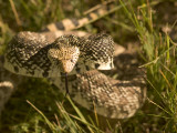 A Bull Snake Hides in the Little Missouri National Grasslands Photographic Print by Phil Schermeister