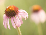 Close Up of Purple Coneflower Plants Shot in the Grasslands Lámina fotográfica por Phil Schermeister