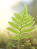 A Common Sword Fern, Polystichum Munitum Lámina fotográfica por Phil Schermeister