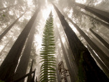 Coast Redwood Trees, Sequoia Sempervirens, in Fog Photographic Print by Phil Schermeister