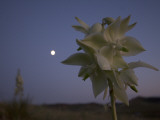 Close Up of Yucca Plant Flowers Taken at Night with the Moon Behind Lámina fotográfica por Phil Schermeister