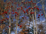Dogwood+tree+berries