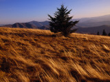 A Lone Spruce Tree Among Sedges at Sunset Photographic Print by Raymond Gehman