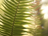 A Common Sword Fern, Polystichum Munitum Photographie par Phil Schermeister