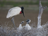Jabiru Stork, Jabiru Mycteria, and Young in their Nest Photographic Print by Roy Toft