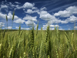 Wheat Fields in the Palouse's Rich Agricultural Soil Photographic Print by Jim Richardson