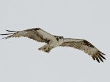 An Osprey in Flight Photographie par Jodi Cobb