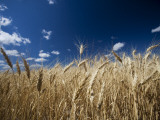 Wheat Grows Throughout Montana Detail of Wheat with Blue Sky Overhead Photographic Print by Michael Hanson
