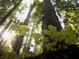 Redwood Sorrel Plants, Oxalis Oregana, in the Forest Photographie par Phil Schermeister