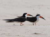 A Pair of Black Skimmers, Rhynchops Niger, Walking in the Sand Photographic Print by Roy Toft