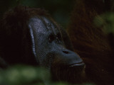 Close View of Face of Adult Male Orangutan, Pongo Pygmaeus Lámina fotográfica por Tim Laman