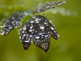 Dew Covered Leaves in the Kronotsky Nature Reserve Photographic Print by Michael Melford
