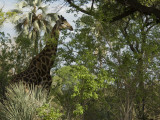 A Giraffe in the Okavango Delta Area of Botswana Photographie par Jodi Cobb