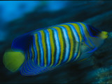 A Regal Angelfish Swimming in Blue Water Photographie par Tim Laman