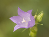 Close Up of Dew Drops on a Bluebell Flower Shot in the Grasslands Photographic Print by Phil Schermeister