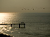 A Flock of Pelicans Fly Near a Pier in Gulf Shores Photographie par Jodi Cobb