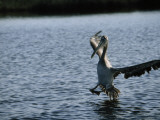 A Pelican Comes in for a Landing Photographic Print by Jodi Cobb