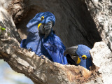 Pair of Hyacinthine Macaws, Anodorhynchus Hyacinthinus, in a Tree Photographic Print by Roy Toft