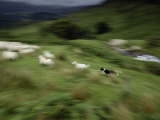A Time Exposure of a Sheep Dog Herding Sheep Photographic Print by Jim Richardson