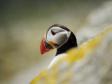 The Shaint Islands are Breeding Grounds for Puffins Photographic Print by Jim Richardson