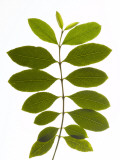 A Stem of a Qat Plant Photographic Print by Rebecca Hale