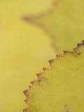 Leaves of the California Blackberry Plant Shot at High Magnification Lámina fotográfica por Phil Schermeister