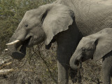 African Elephants in the Okavango Delta Area of Botswana Photographie par Jodi Cobb
