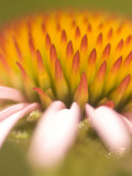 Magnification of a Purple Coneflower Plant Shot in the Grasslands Photographie par Phil Schermeister