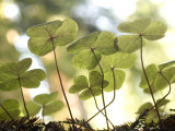 Redwood Sorrel Plants, Oxalis Oregana, in the Forest Photographie par Phil Schermeister