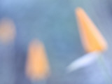 Artistic Close Up of California Poppies Growing in the Foothills Photographic Print by Phil Schermeister
