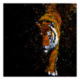 Walking Tiger reproduction procédé giclée