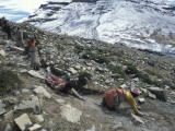 Pilgrims Circumambulating Mount Kailas Photographic Print by Alison Wright