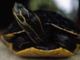 A Turtle Caught While Turtle Trapping Photographic Print by Jodi Cobb