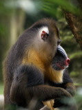A Side-View of a Captive Mandrill, Papio Sphinx Photographic Print by Tim Laman