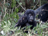 A Juvenile Gorilla in its Habitat Lámina fotográfica por Beverly Joubert A Juvenile Gorilla in its Habitat Lámina fotográfica por Beverly Joubert