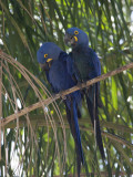 Pair of Hyacinth Macaws, Anodorhynchus Hyacinthinus, in a Tree Photographie par Roy Toft