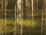 Tree Trunks are Reflected in Yosemite Creek in Yosemite Valley Photographic Print by Phil Schermeister