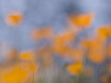 Artistic Shot of California Poppies Growing in the Foothills Photographic Print by Phil Schermeister