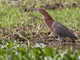 Rufescent Tiger-Heron, Tigrisoma Lineatum, Standing in Aquatic Plants Photographic Print by Roy Toft