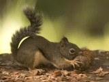 A Douglas Squirrel Gnaws on a Pine Cone from the Giant Sequoias Lámina fotográfica por Phil Schermeister