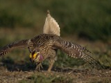 A Sharp-Tailed Grouse Bows and Struts in a Mating Ritual at Grasslands National Park in Saskatchewa Photographic Print by Raymond Gehman