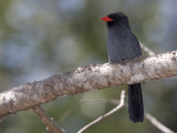 Black-Fronted Nunbird, Monasa Nigrifrons, Perched on a Tree Branch Photographic Print by Roy Toft