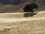 A Valley Oak Tree, Quercus Lobata, on a Dry Hillside Photographic Print by Rich Reid