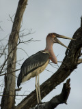 A Marabou Stork in the Okavango Delta Area of Botswana Photographic Print by Jodi Cobb