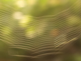 Backlit View of Part of a Spider Web Photographic Print by Phil Schermeister